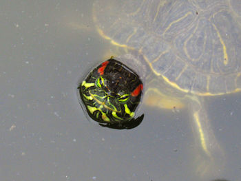 High angle view of fish in lake