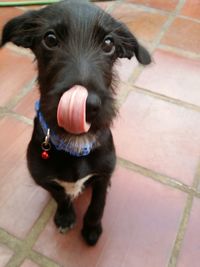 Close-up portrait of a dog