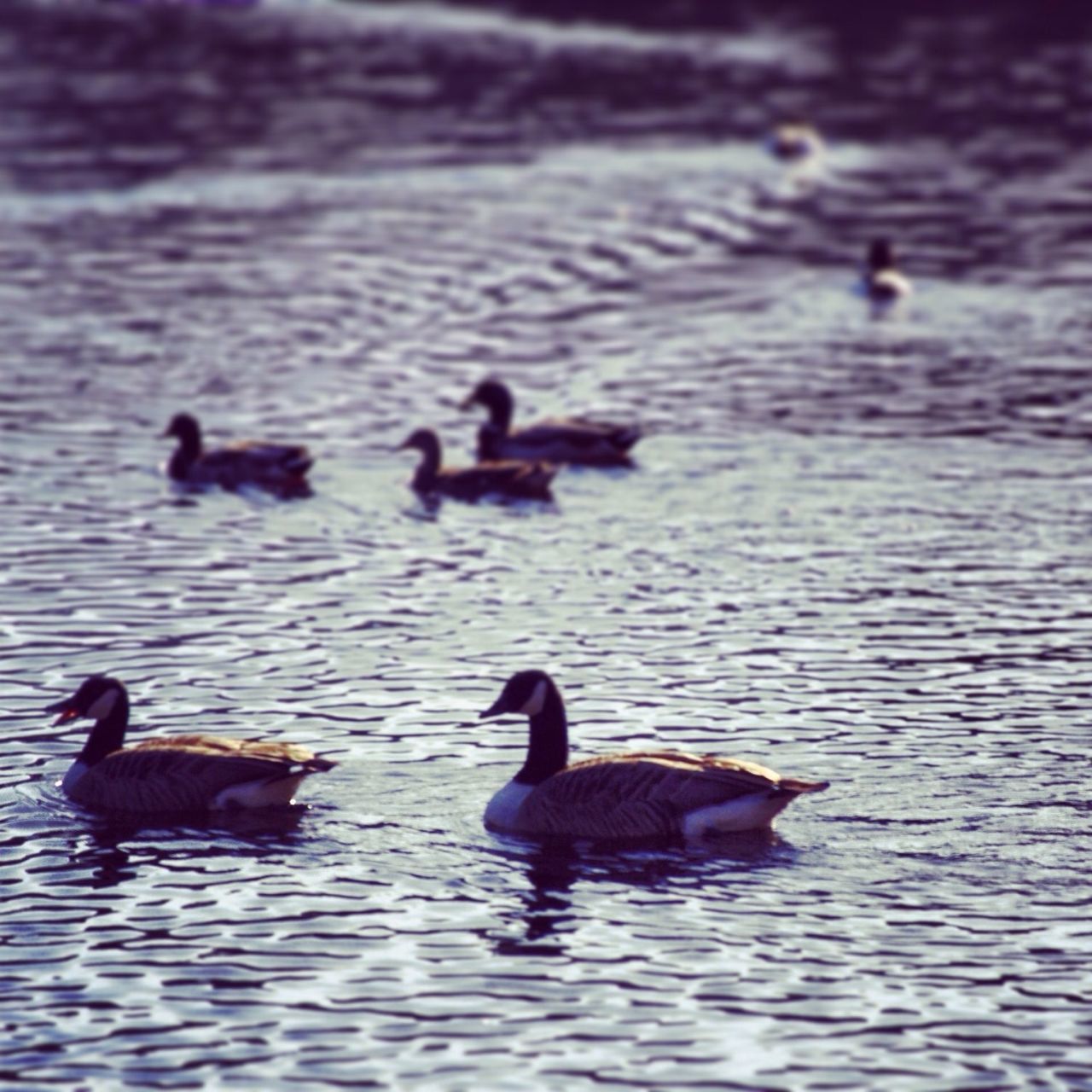 animal themes, bird, animals in the wild, water, wildlife, medium group of animals, waterfront, lake, duck, togetherness, nature, rippled, swimming, outdoors, day, flock of birds, reflection, no people, high angle view