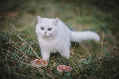 Portrait of cat on grass