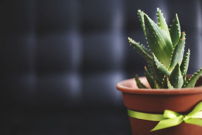 Close-up of succulent plant in pot