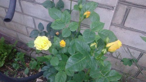 Close-up of yellow flowers