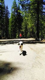 Dog playing in park against sky