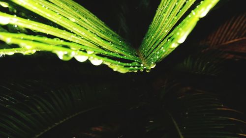 Close-up of wet plant