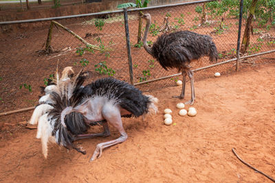 Ostrich dancing in zoo