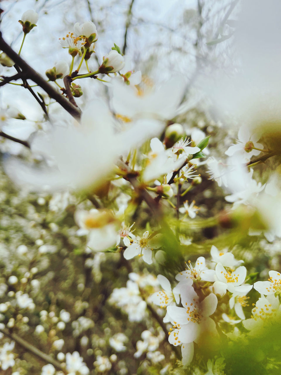 CLOSE-UP OF CHERRY BLOSSOM