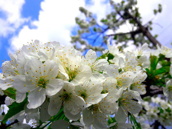 Close-up of white apple blossoms in spring