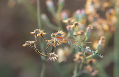 Close-up of insect on flower