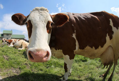 Portrait of cow on field