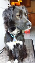 Close-up of dog looking away while sitting at home