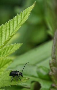 Close-up of insect on leaf