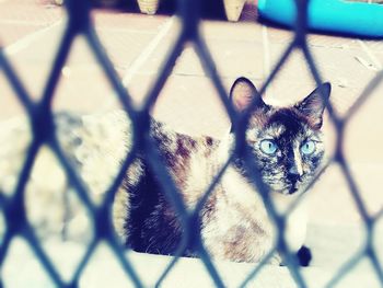 Portrait of cat on chainlink fence