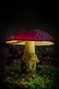 Close-up of fly agaric mushroom