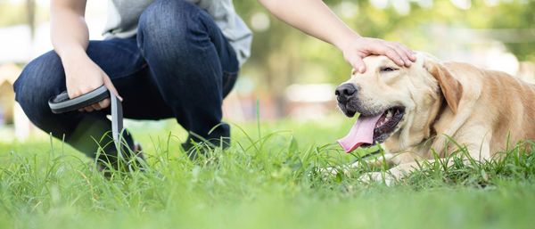 The dog is walking in the park