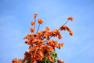 Low angle view of flowering plants against blue sky