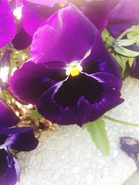 Close-up of purple flower blooming outdoors