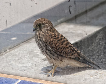 High angle view of owl perching on wall