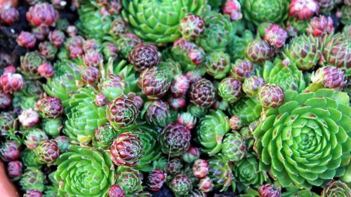 Full frame shot of fresh green flowers