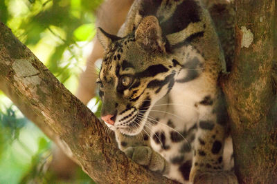 Male adult clouded leopard neofelis nebulosa is listed as vulnerable and can be found in asia.