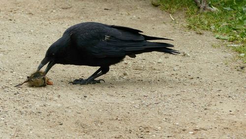 Close-up of bird perching on ground