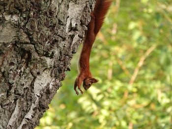 Squirrel on tree trunk