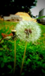 Close-up of insect on flower