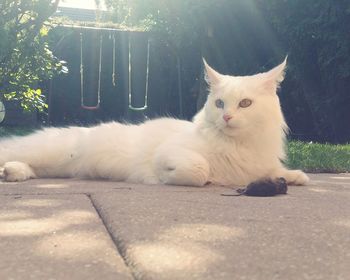 Portrait of white cat