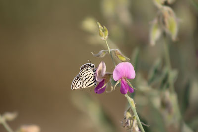 Close-up of butterfly pollinating flower