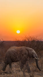 Elephant on land during sunset