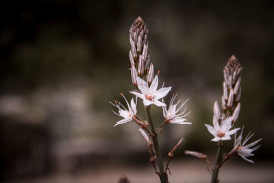 Close-up of flowering plant