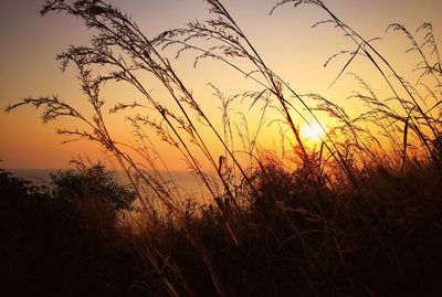 Close-up of silhouette grass against sky during sunset