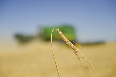 Close-up of wheat growing on field
