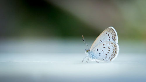 Close-up of butterfly