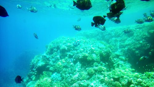 School of fish swimming in aquarium