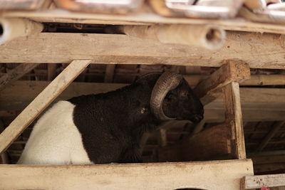 View of a horse in pen