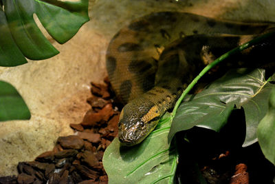 Close-up of green anaconda