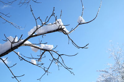 Low angle view of bird perching on branch against sky