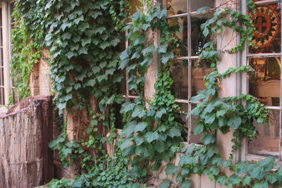 Close-up of ivy growing on plant