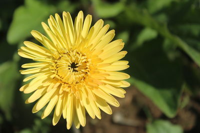 Close-up of yellow flower blooming outdoors