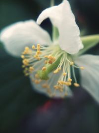 Close-up of flower against blurred background