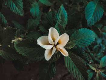 Close-up of white flowering plant