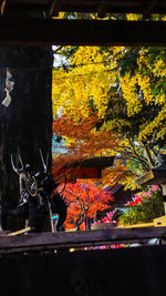 Close-up of illuminated flower trees during autumn