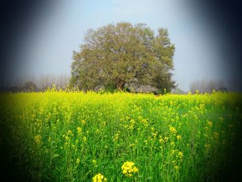 Yellow flowers growing in field