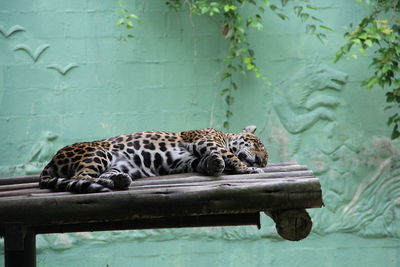 Cat resting in a zoo