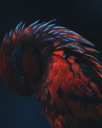 Close-up of a bird