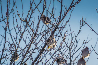 Low angle view of bird perching on branch