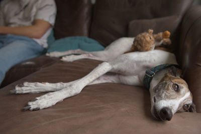 Full body of greyhound dog lying sideways on sofa, owner in background. her legs are crossed relaxed