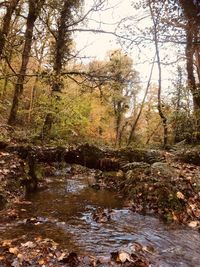 River flowing through trees in forest