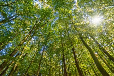 Low angle view of trees against sky