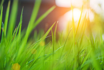 Close-up of grass growing in field